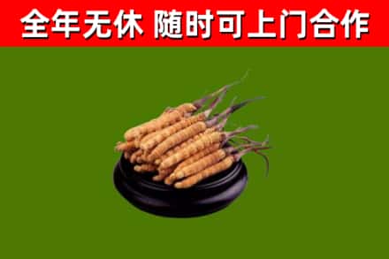 嵩县回收冬虫夏草